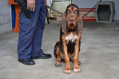 Rana Bela é uma cadela da raça Bloodhound, que faz parte da equipe do Canil de Itu.